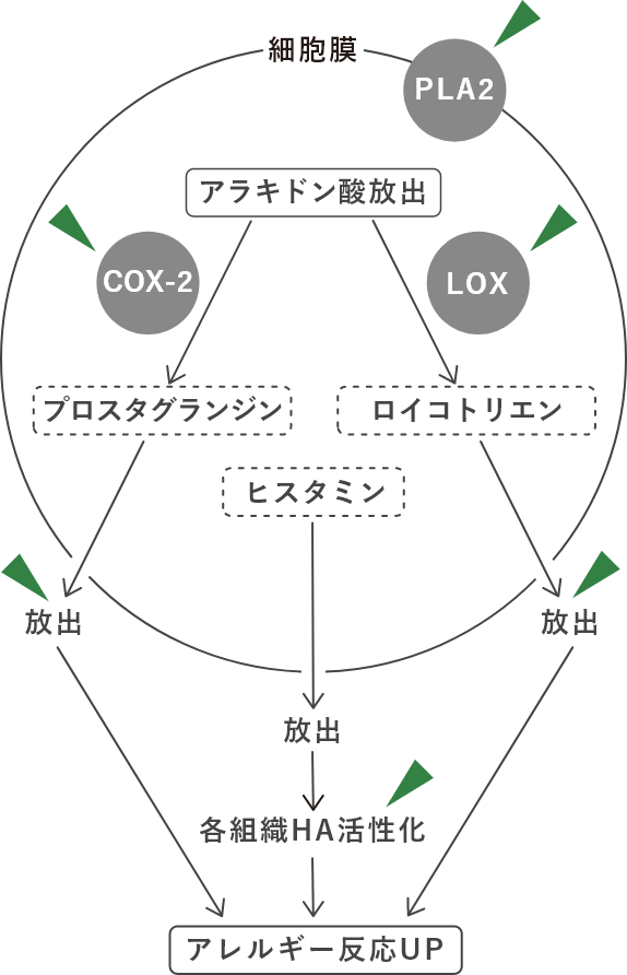 フロロタンニンの働き