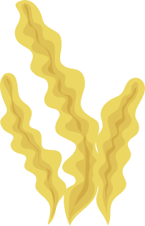 seaweed