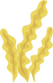 seaweed