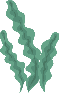 seaweed