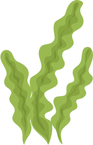seaweed