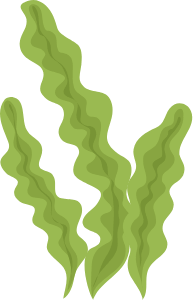 seaweed