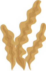 seaweed