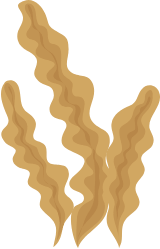 seaweed