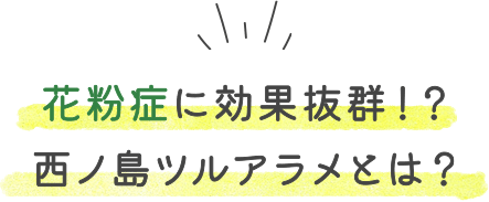 花粉症に効果抜群!?西ノ島ツルアラメとは?